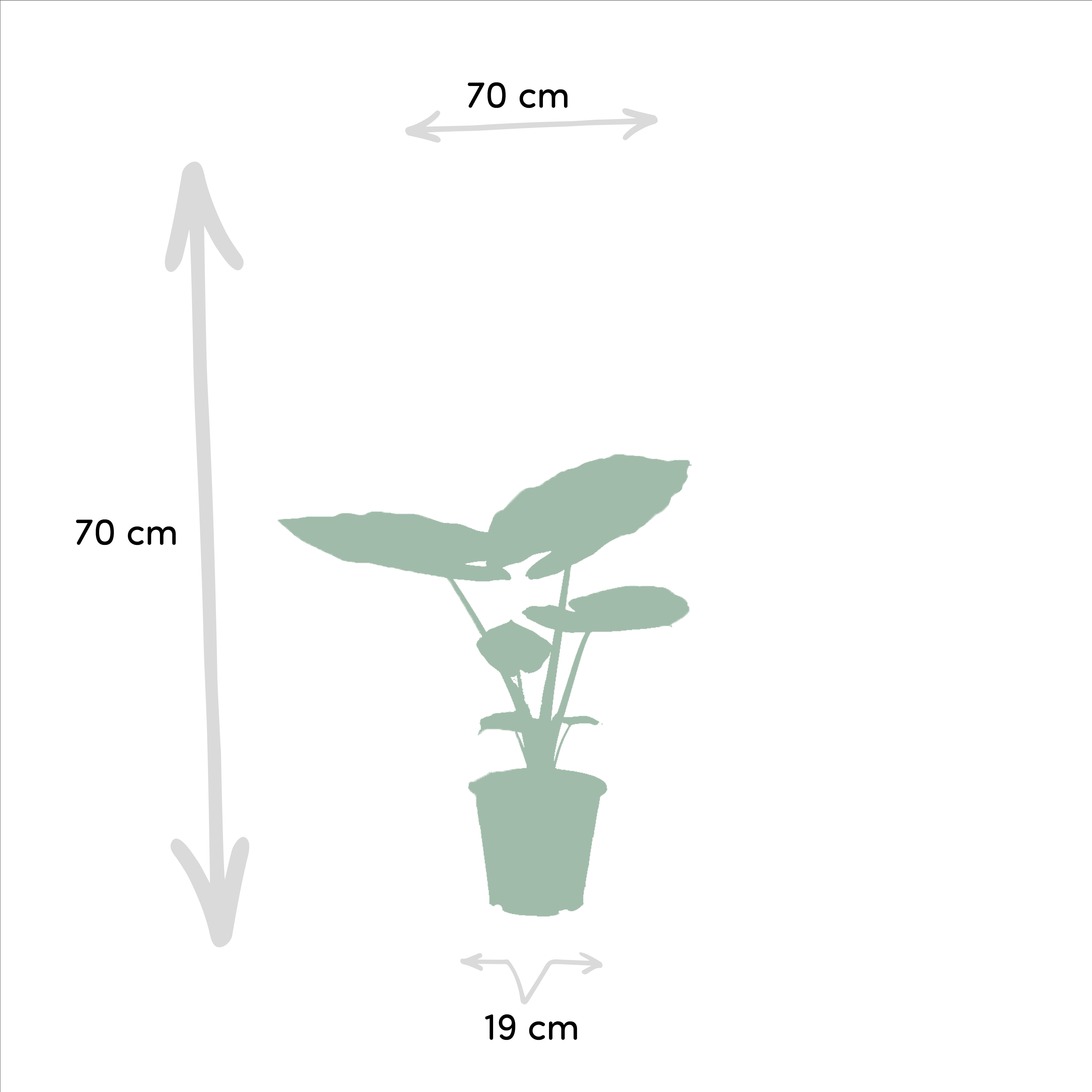 Strelitzia Nicolai - Alocasia Macrorrhiza (8720955320139)