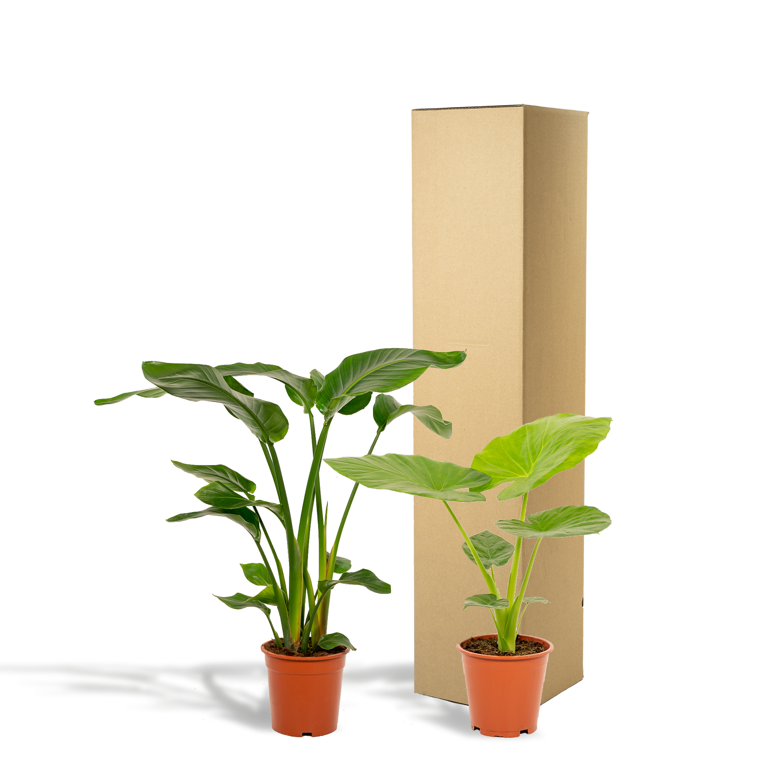 Strelitzia Nicolai - Alocasia Macrorrhiza (8720955320139)