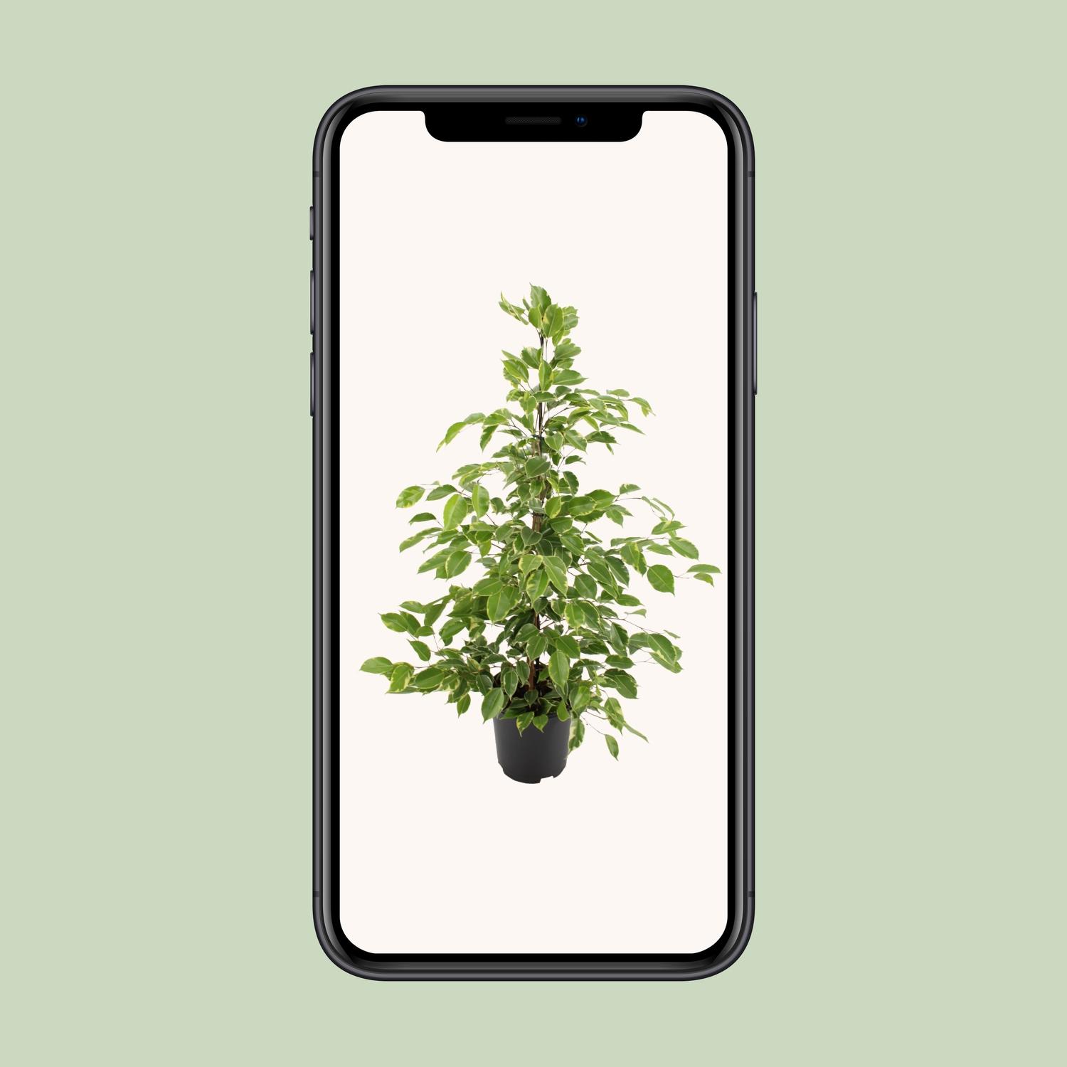 Ficus benjamina Goldenking (8720634289283)