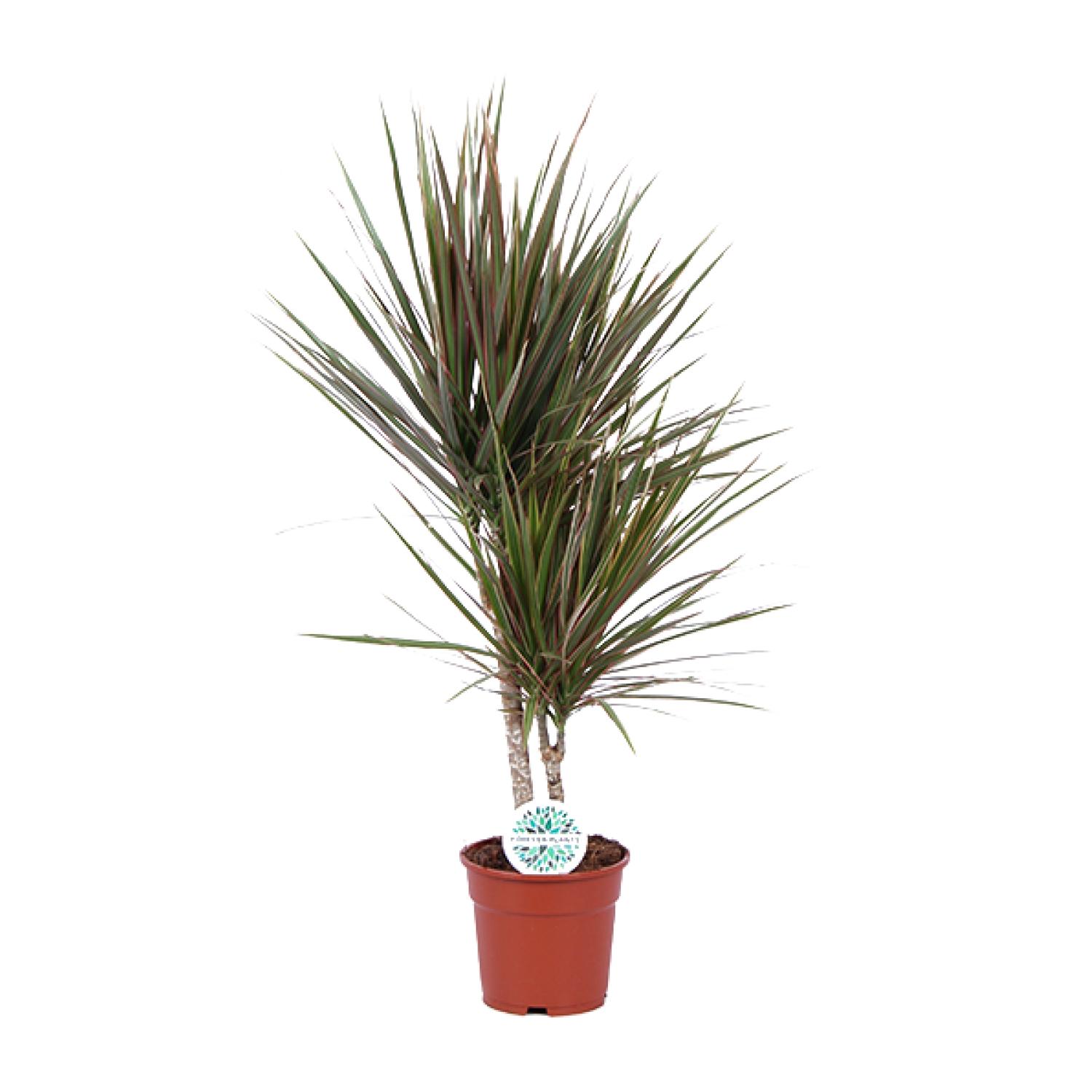 Dracaena Bicolor (19116)