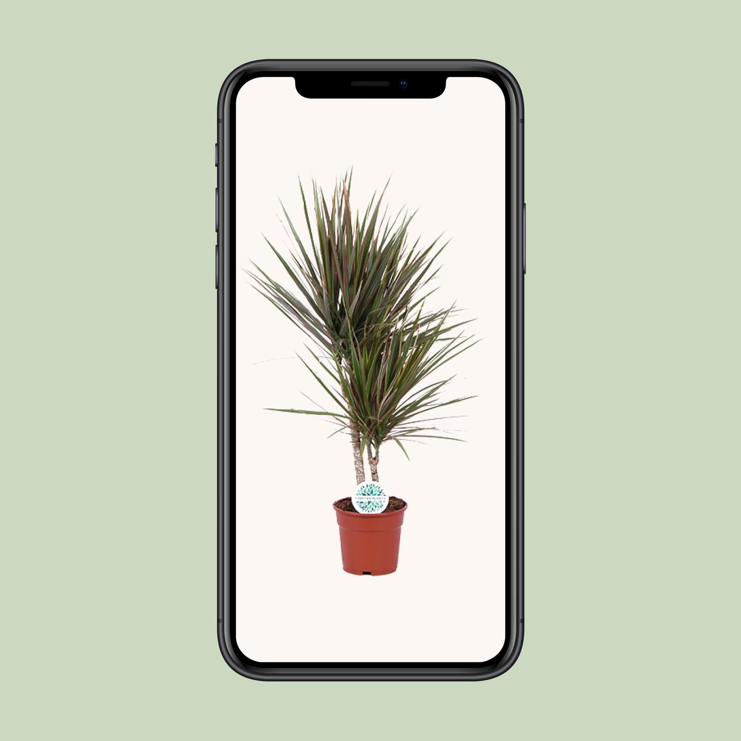 Dracaena Bicolor (19116)