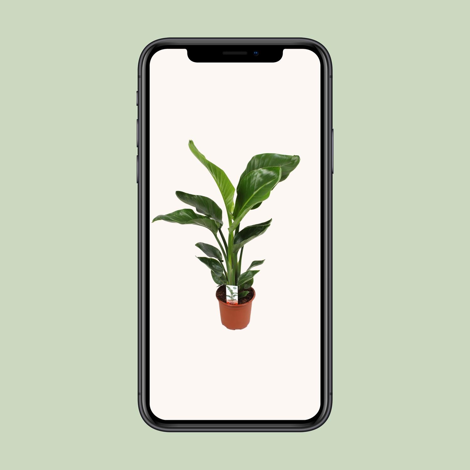 Strelitzia Nicolai (18065)