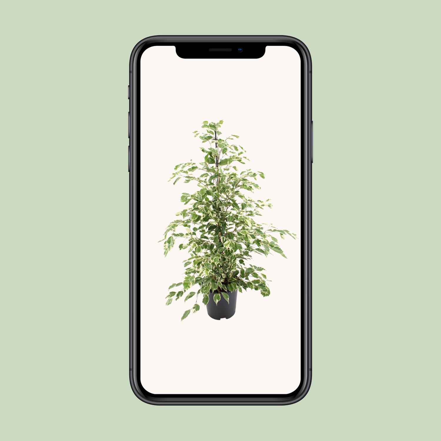 Ficus benjamina Twilight (8720634289276)