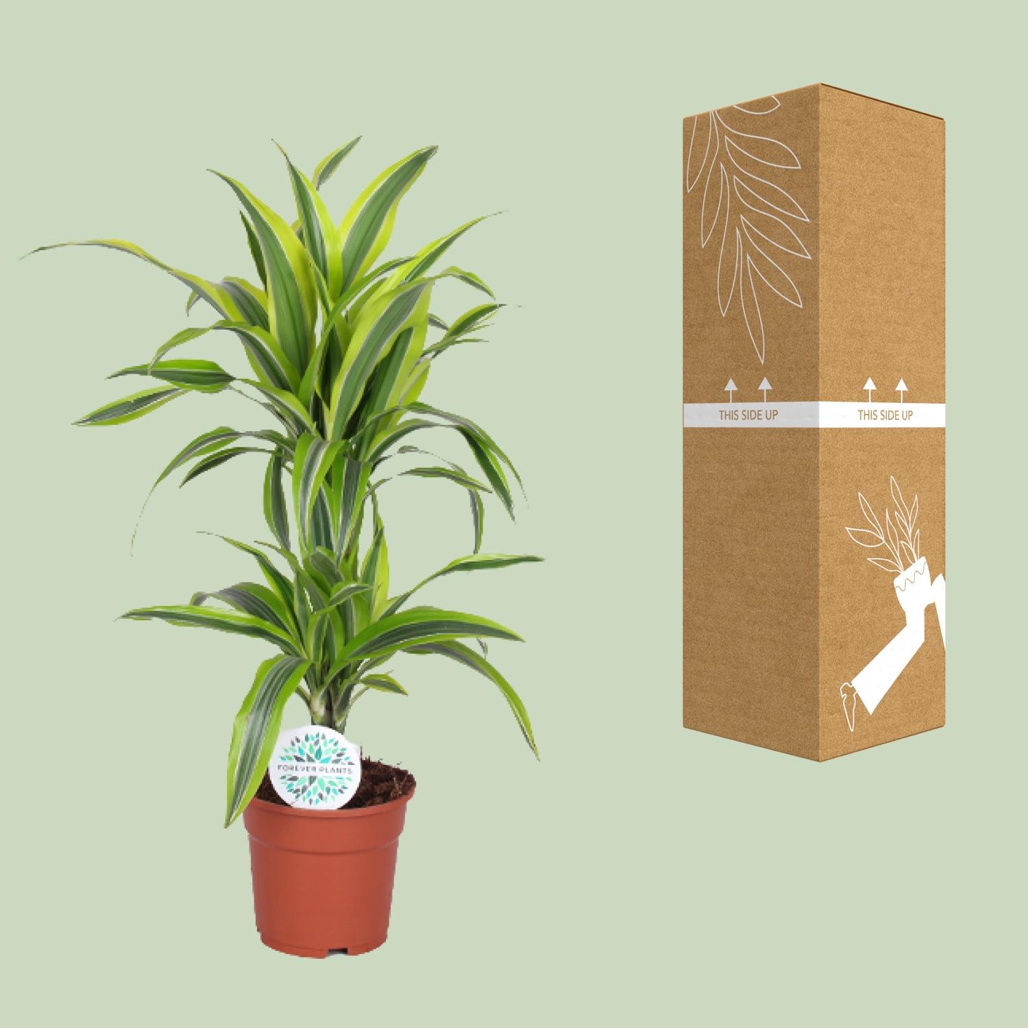 Dracaena Lemon Lime (19173)