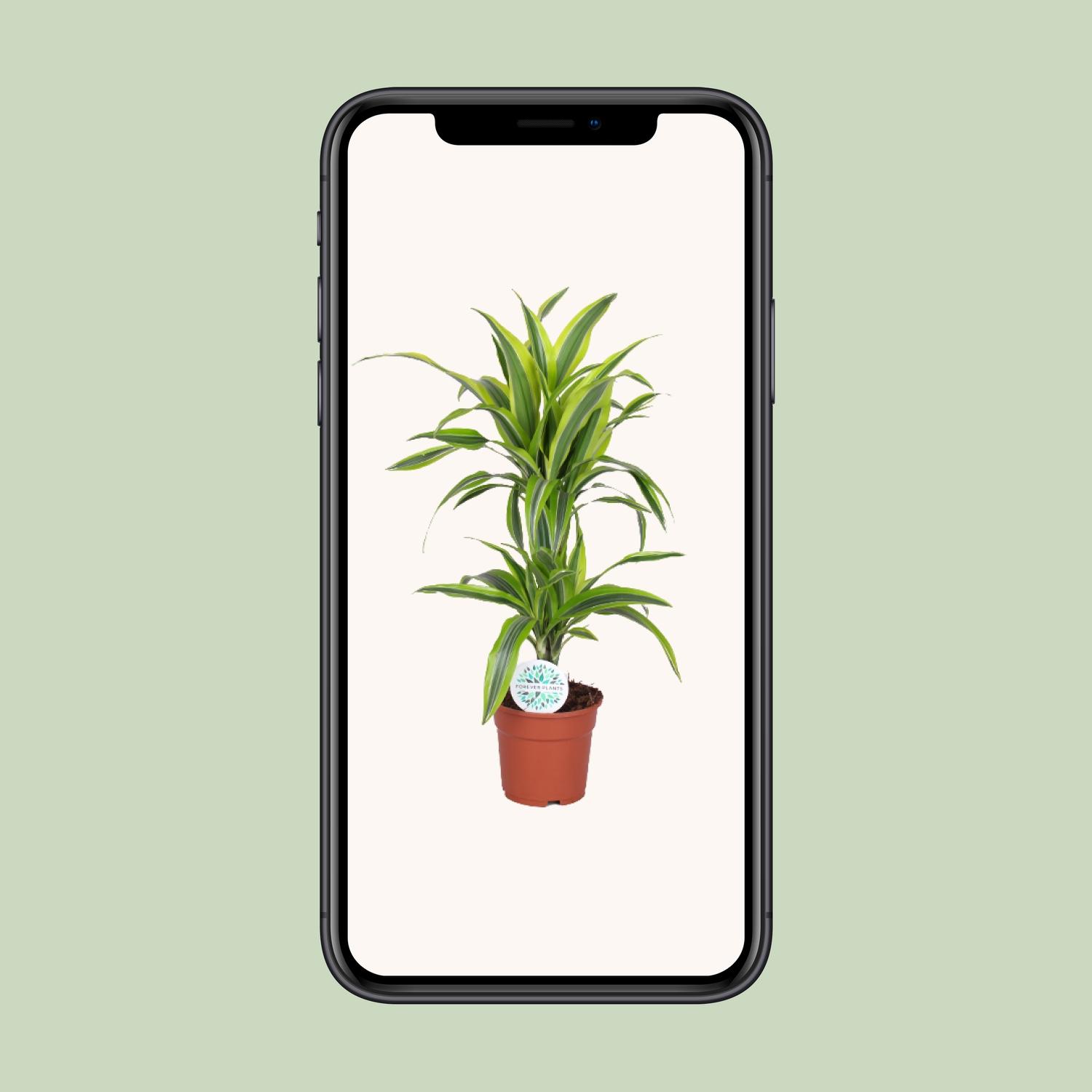 Dracaena Lemon Lime (19173)