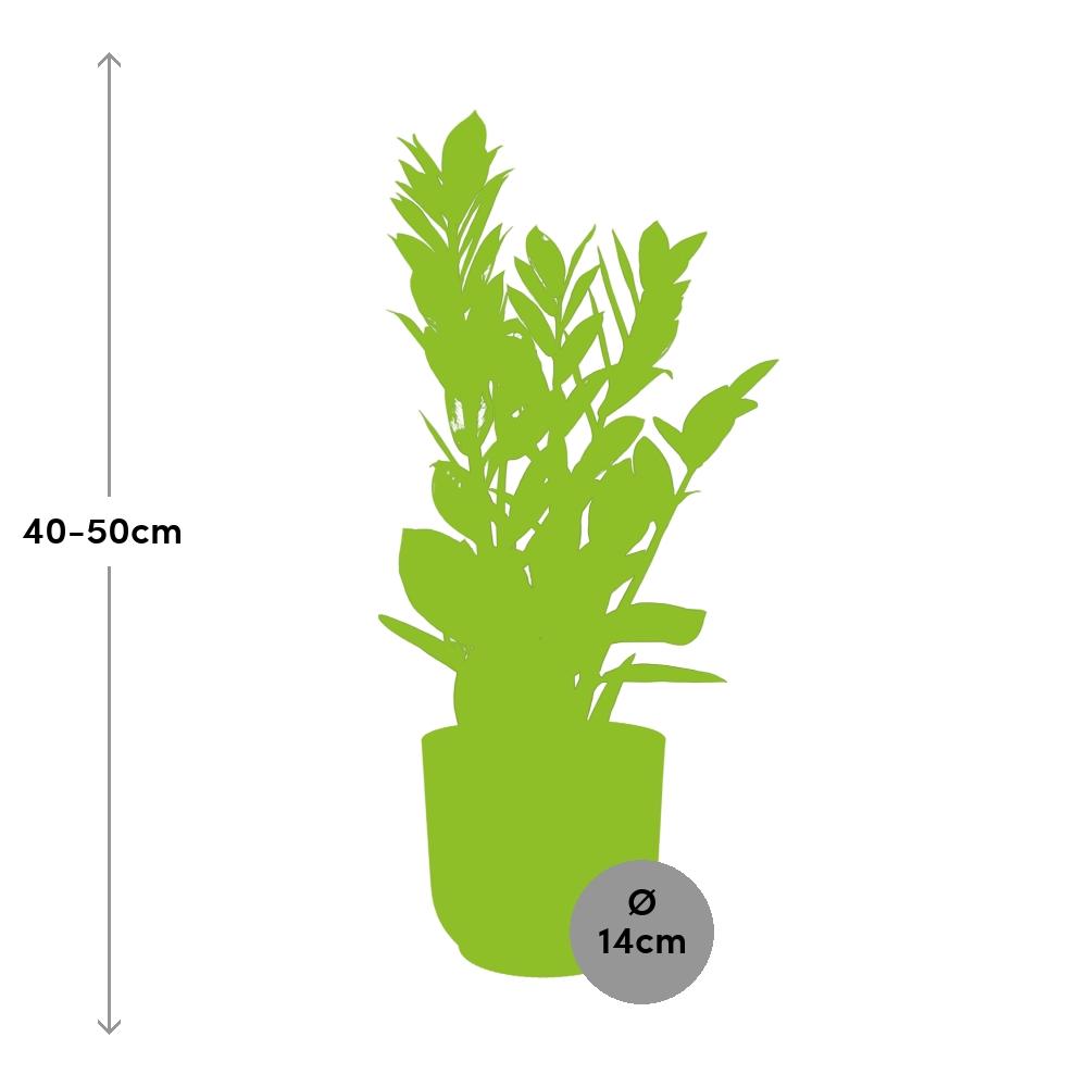 Zamioculcas – Hoogte 45-50 in ELHO Vibes Fold 14cm geel (21700)