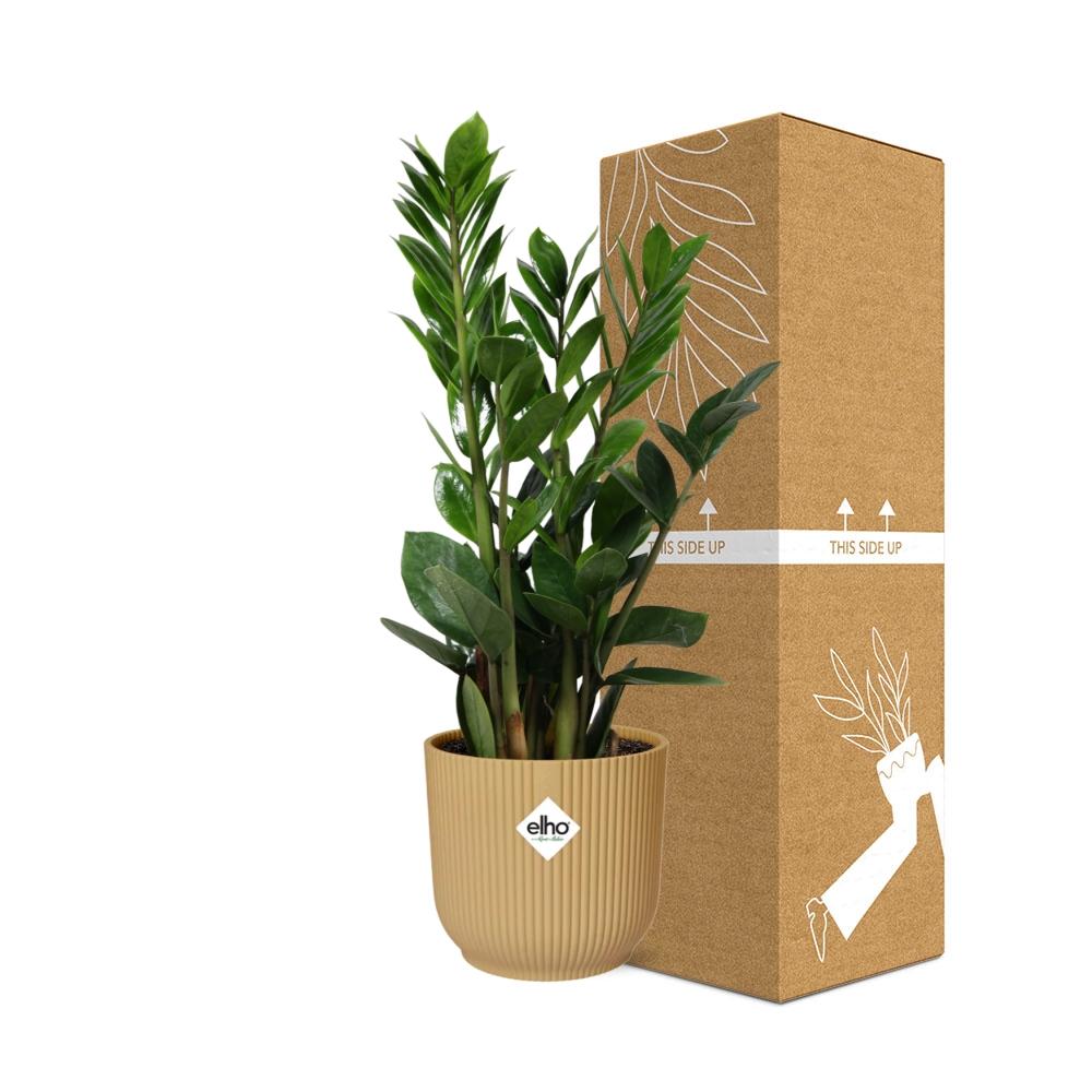 Zamioculcas – Hoogte 45-50 in ELHO Vibes Fold 14cm geel (21700)