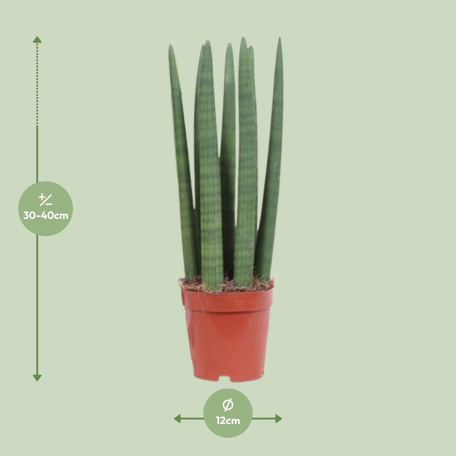 Sansevieria Straight (10113)