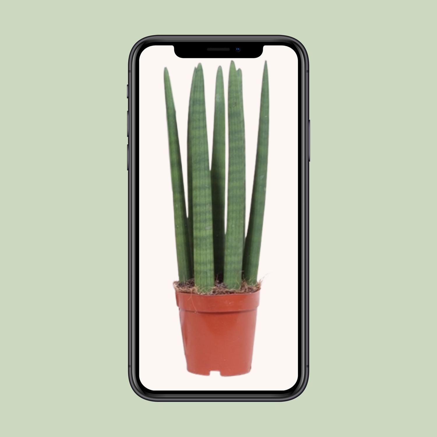 Sansevieria Straight (10113)