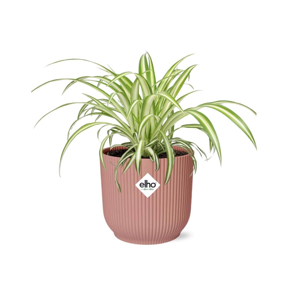 Chlorophytum Comosum Variegatum in ELHO Vibes Fold 14cm roze (21737)