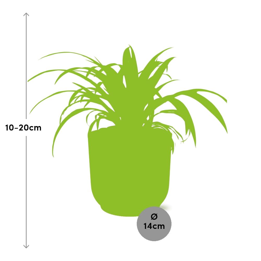 Chlorophytum Comosum Variegatum in ELHO Vibes Fold 14cm roze (21737)