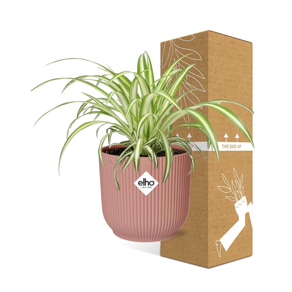 Chlorophytum Comosum Variegatum in ELHO Vibes Fold 14cm roze (21737)