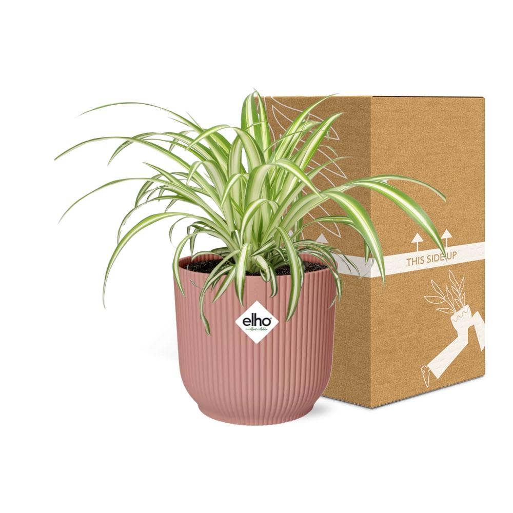 Chlorophytum Comosum Variegatum in ELHO Vibes Fold 14cm roze (21737)