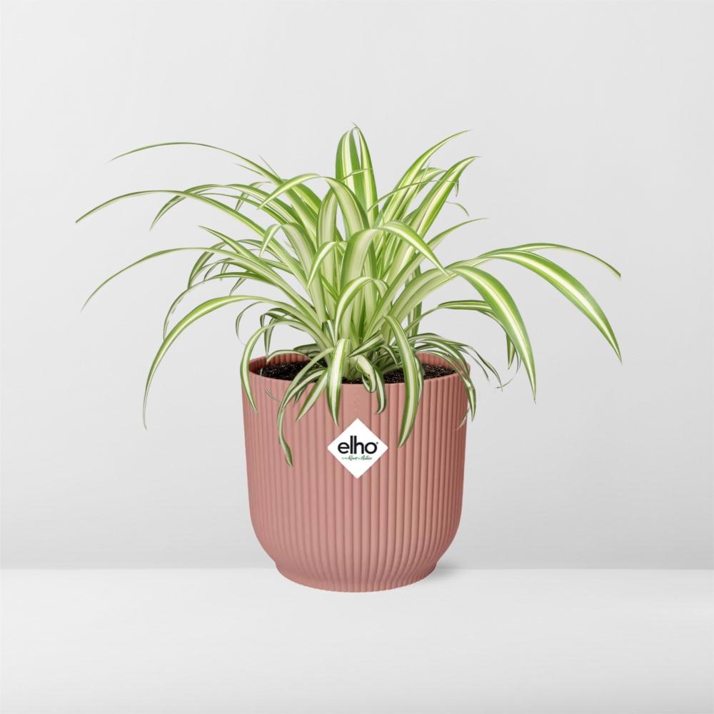 Chlorophytum Comosum Variegatum in ELHO Vibes Fold 14cm roze (21737)