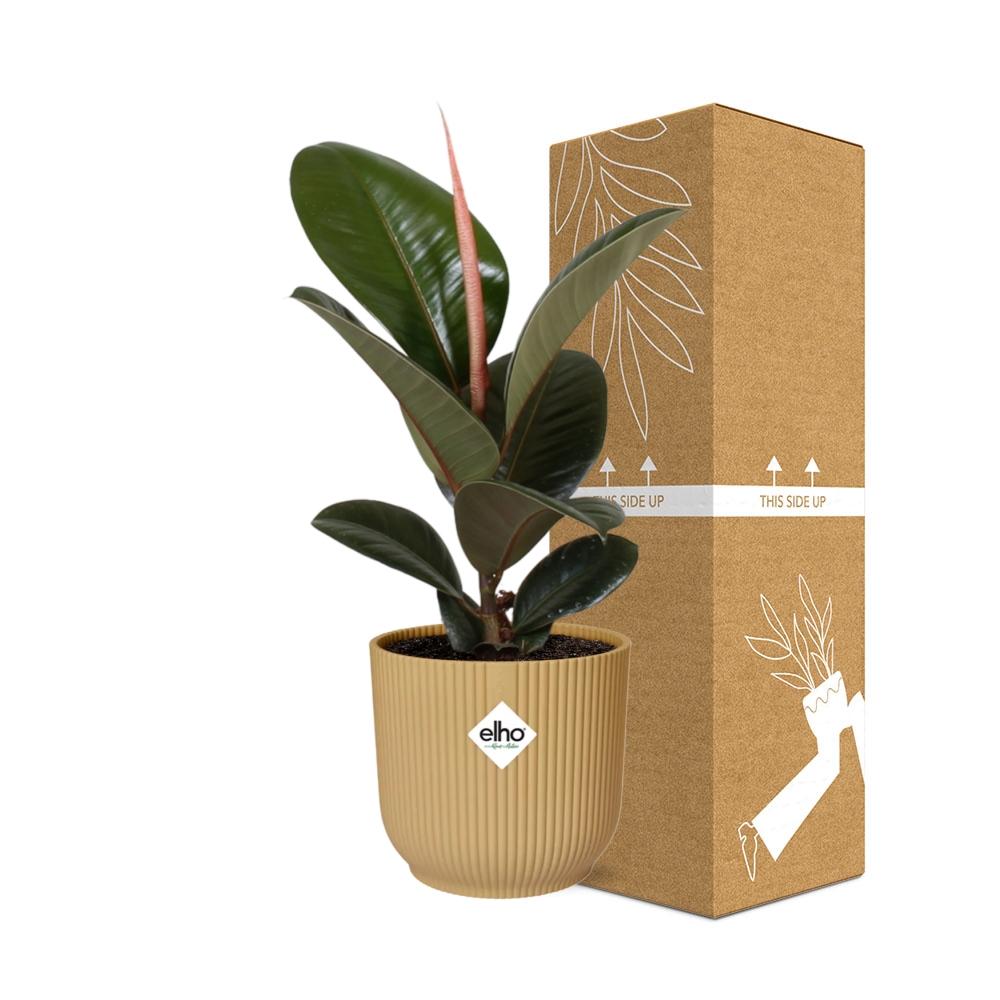 Ficus Elastica ‘Robusta’ in ELHO Vibes Fold 14cm geel (21789)