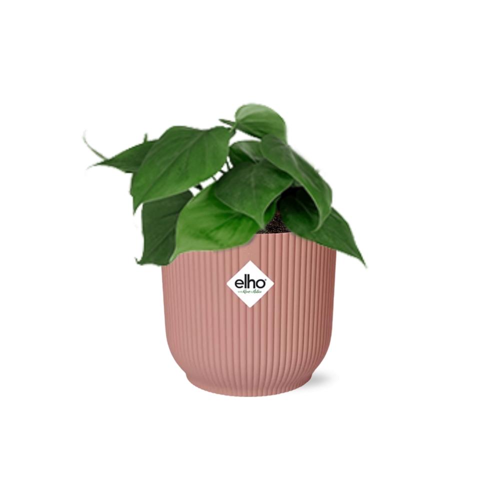 Philodendron Scandens in ELHO Vibes Fold 14cm roze (21720)