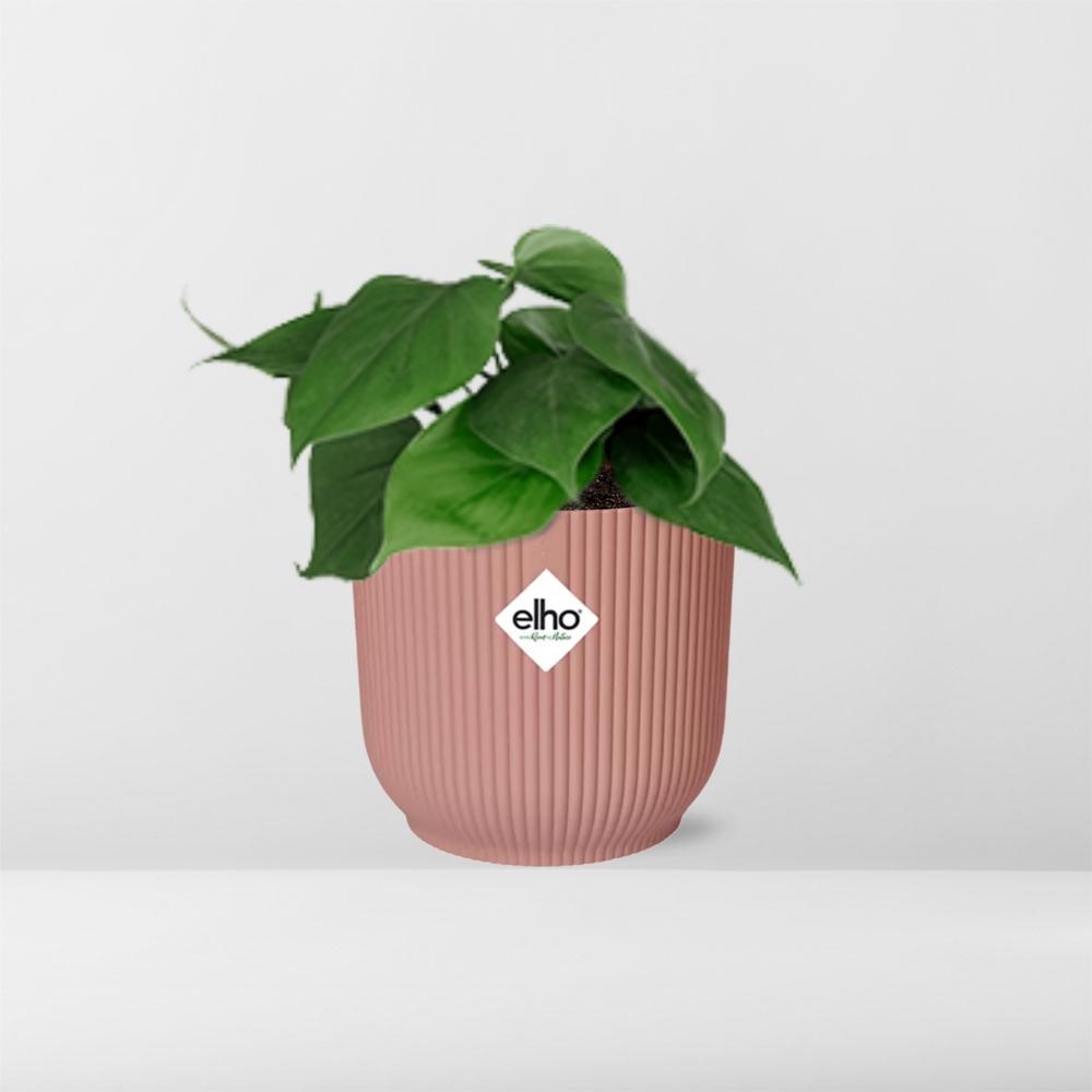 Philodendron Scandens in ELHO Vibes Fold 14cm roze (21720)