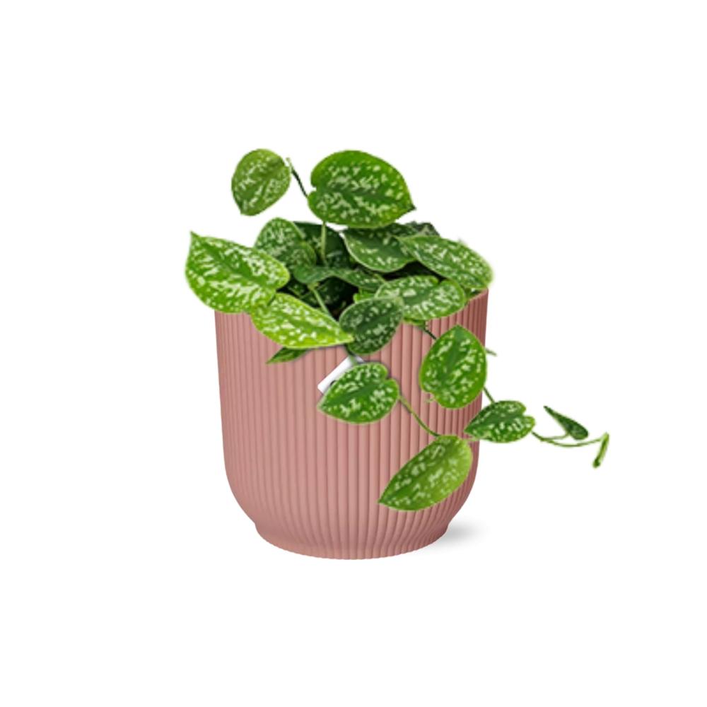 Scindapsus Pictus ‘Argyraeus’ in ELHO Vibes Fold 14cm roze (21718)