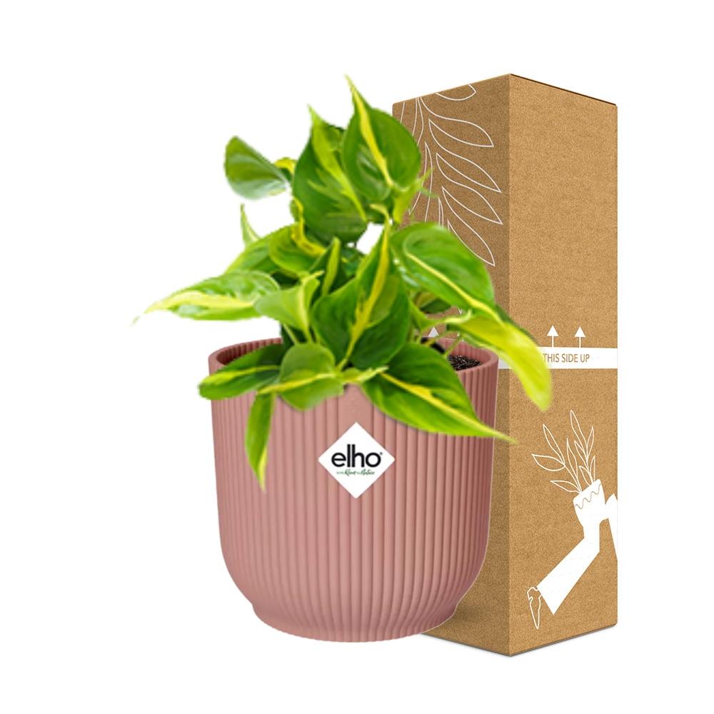 Philodendron Scandens ‘Brasil’ in ELHO Vibes Fold 14cm roze (21721)