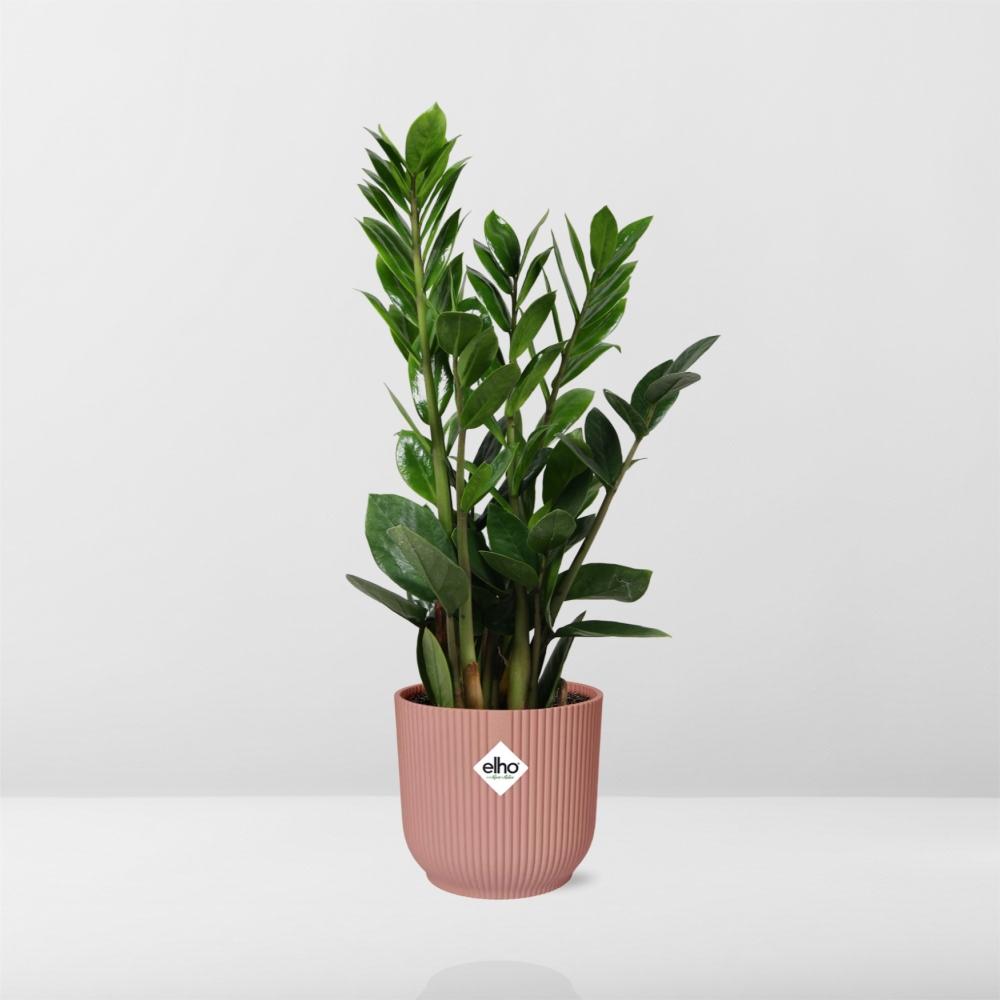 Zamioculcas – Hoogte 45-50 in ELHO Vibes Fold 14cm roze (21736)