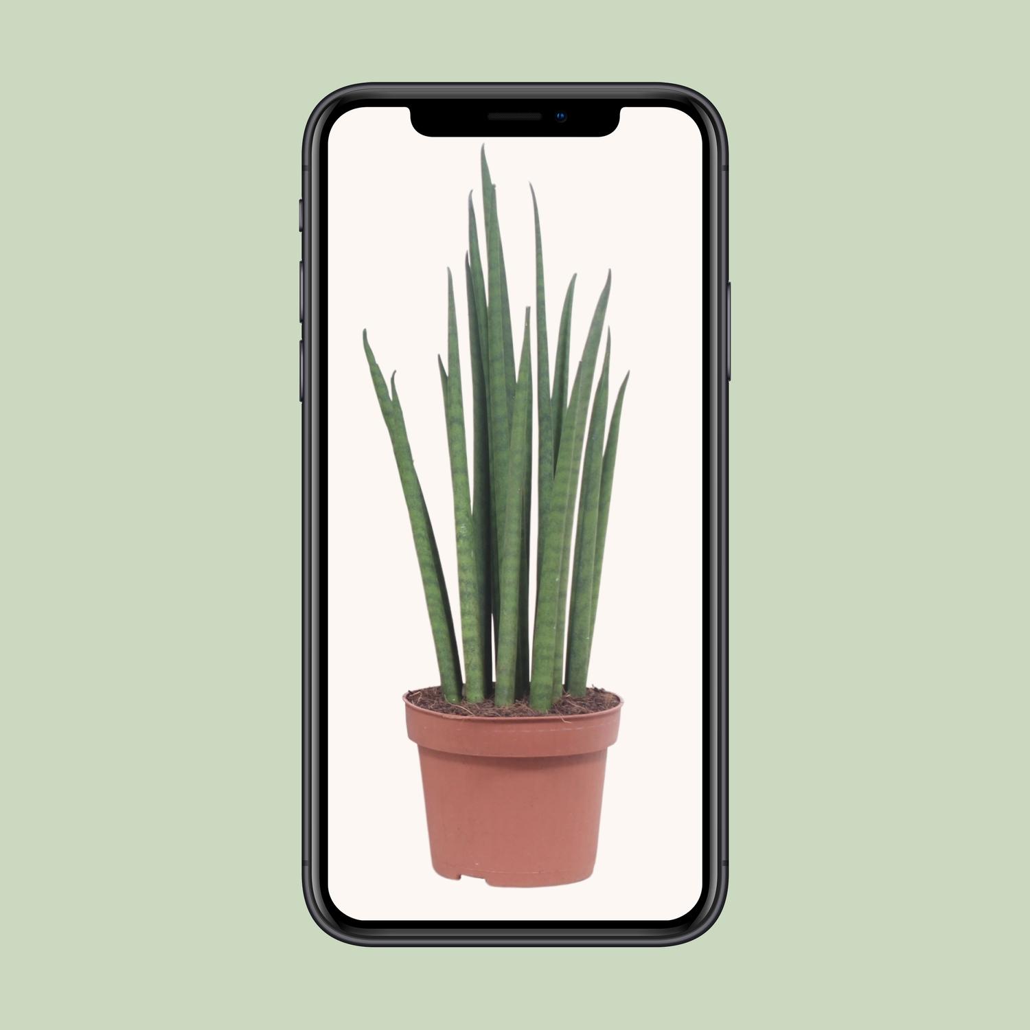 Sansevieria Mikado (10063)