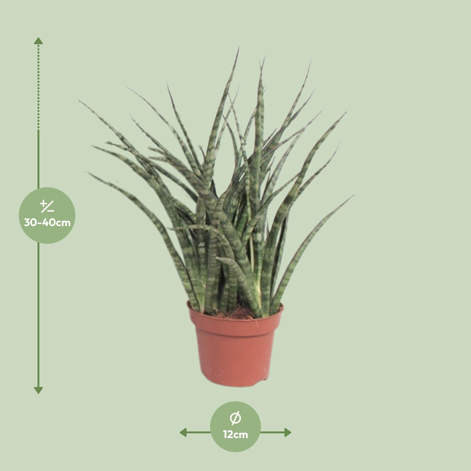 Sansevieria Fernwood Punk (10067)