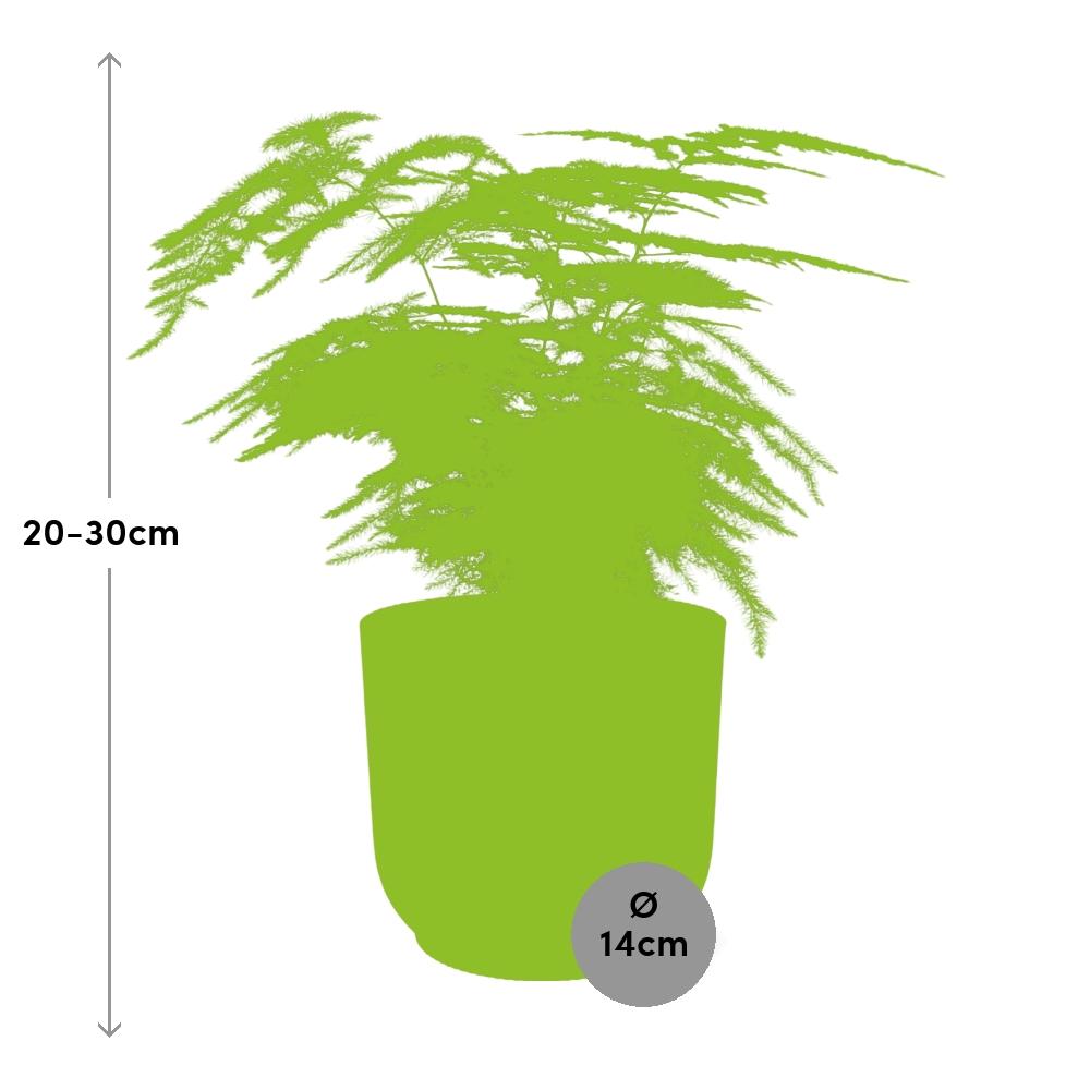 Asparagus Setaceus ‘Plumosus’ in ELHO Vibes Fold 14cm roze (21729)