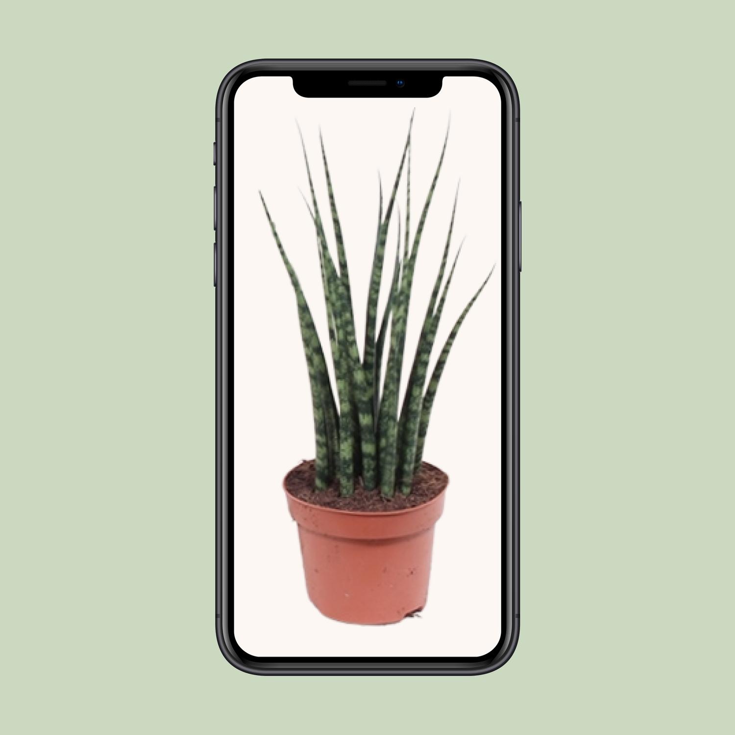 Sansevieria Fernwood Mikado (10179)