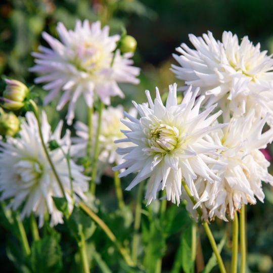 Flowerbulbs amsterdam Mix Orange Pride, 6 Dahlia Playa Blanca & 6 Dahlia Ralphie knollen voor 2 m² (8720938490736)