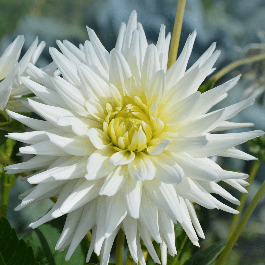 Flowerbulbs amsterdam Mix Orange Pride, 6 Dahlia Playa Blanca & 6 Dahlia Ralphie knollen voor 2 m² (8720938490736)
