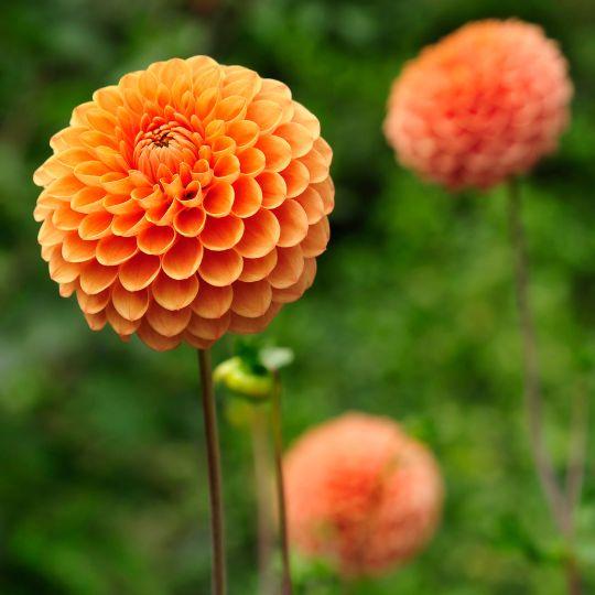 Flowerbulbs amsterdam Luxe Box Large, set van 6 Dutch dahlia's, 2 boxen voor ruim 2 m² (8720938490538)
