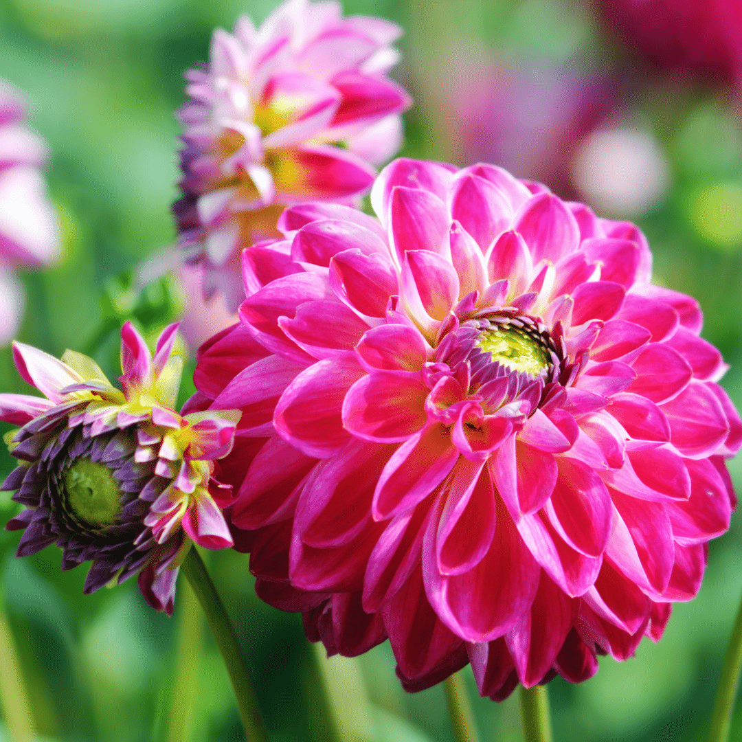 Flowerbulbs amsterdam Luxe Box Large, set van 6 Dutch dahlia's, 2 boxen voor ruim 2 m² (8720938490538)