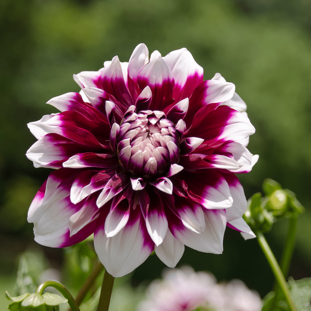 Flowerbulbs amsterdam 24 dahlia mystery day knollen voor 4 m², grootbloemige uitstraling (8720938490668)