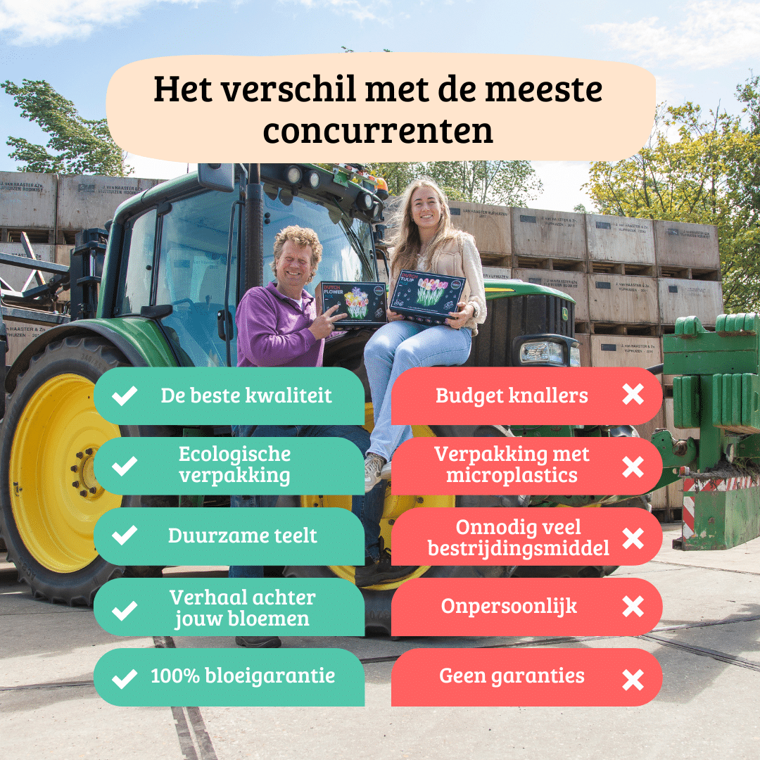 Flowerbulbs amsterdam 24 dahlia mystery day knollen voor 4 m², grootbloemige uitstraling (8720938490668)
