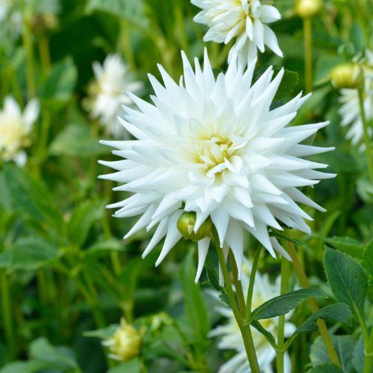 Flowerbulbs amsterdam 24 dahlia playa blanca knollen voor 4 m², cactusvormige bloemen (8720938490552)
