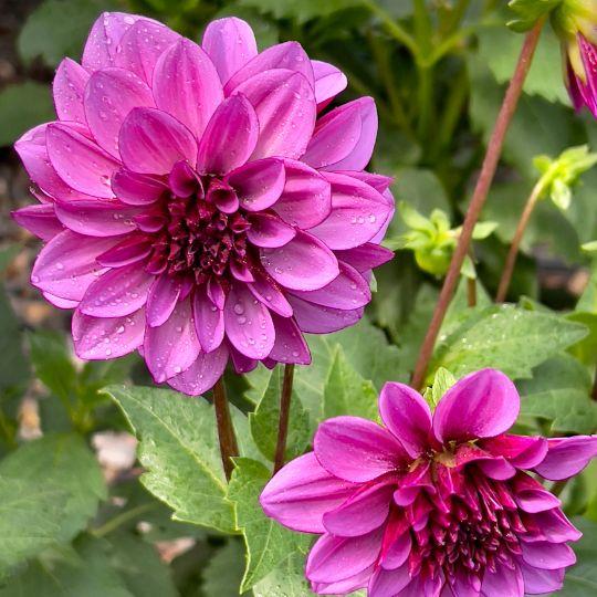 Flowerbulbs amsterdam 24 dahlia blue bell knollen voor 4 m², grote brede bloembladen (8720938490729)