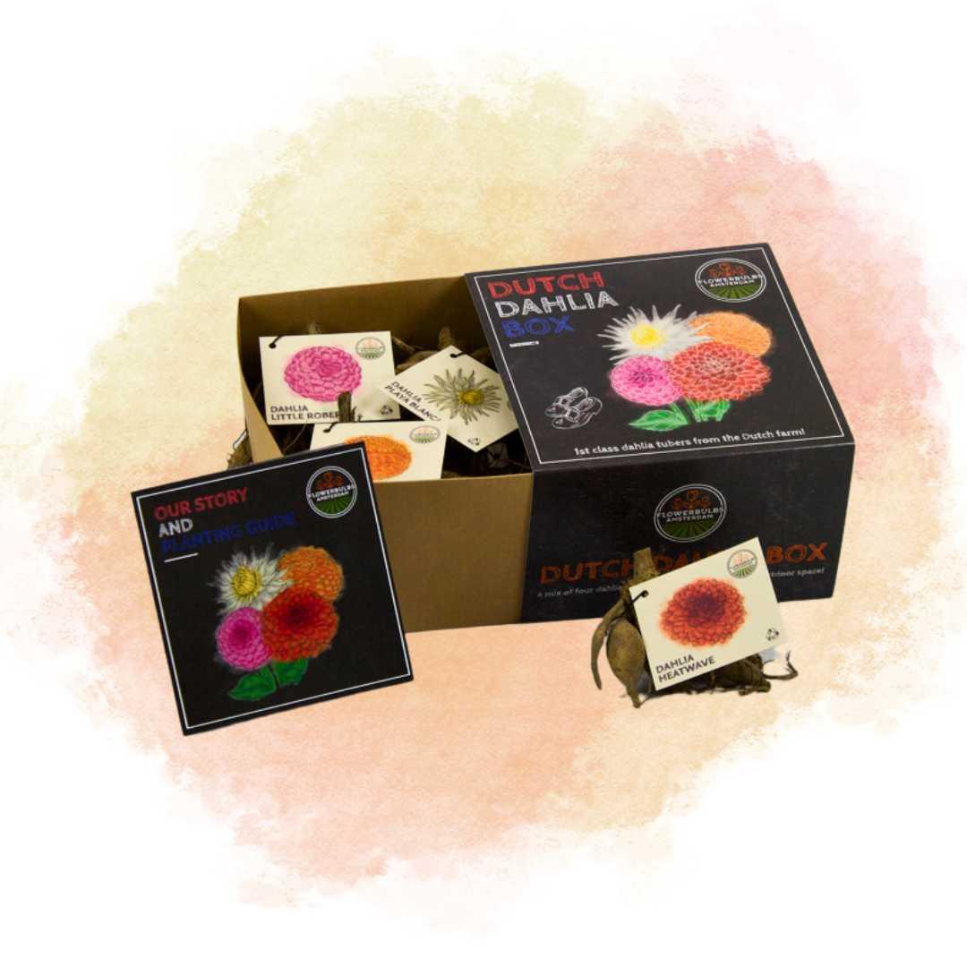 Flowerbulbs amsterdam Luxe Box Medium, set van 4 Dutch dahlia's, 2 boxen voor ruim 1 m² (8720938490545)