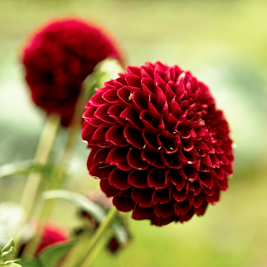 Flowerbulbs amsterdam 24 dahlia natal knollen voor 4 m², prachtige kogelronde bloemen (8720938490637)