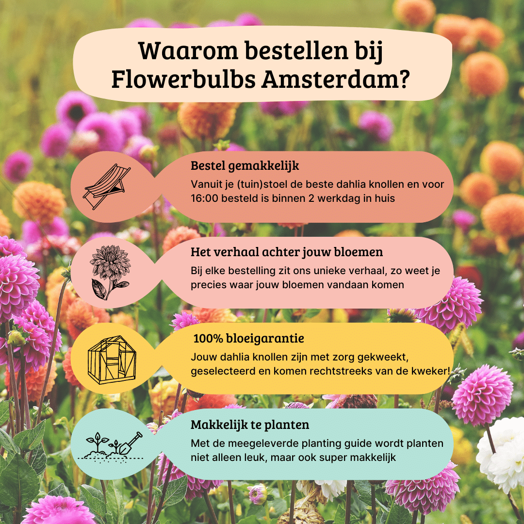 Flowerbulbs amsterdam 24 dahlia natal knollen voor 4 m², prachtige kogelronde bloemen (8720938490637)