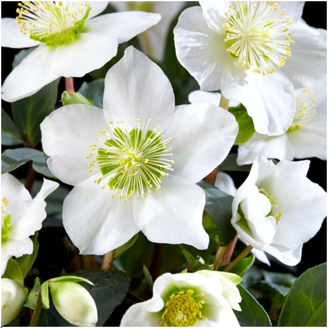 Plants by frank Set van 48 kerstroos planten | 48x Helleborus niger 'Christmas Carol' | 7 cm Ø | 20 cm ↕ (8721001420407)