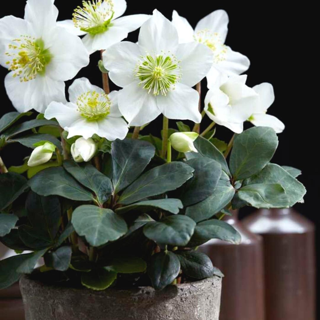 Plants by frank Set van 48 kerstroos planten | 48x Helleborus niger 'Christmas Carol' | 7 cm Ø | 20 cm ↕ (8721001420407)