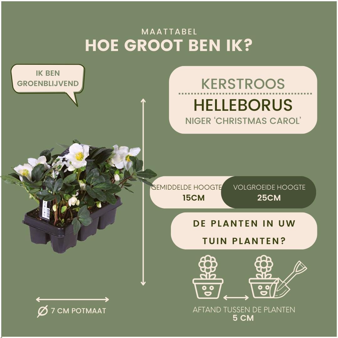 Plants by frank Set van 24 kerstroos planten | 24x Helleborus niger 'Christmas Carol' | 7 cm Ø | 20 cm ↕ (8721001420391)