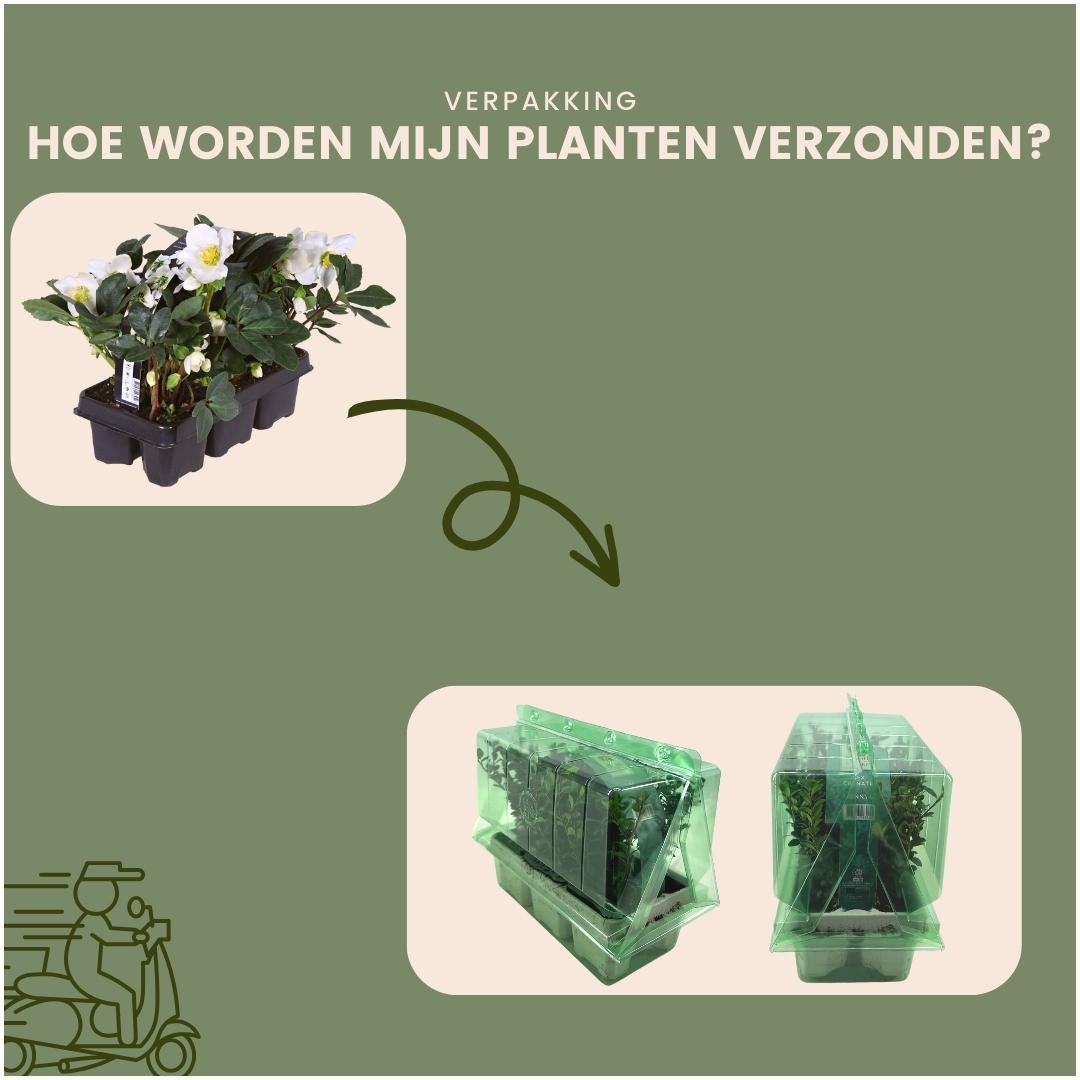 Plants by frank Set van 12 kerstroos planten | 12x Helleborus niger 'Christmas Carol' (8721001420384)