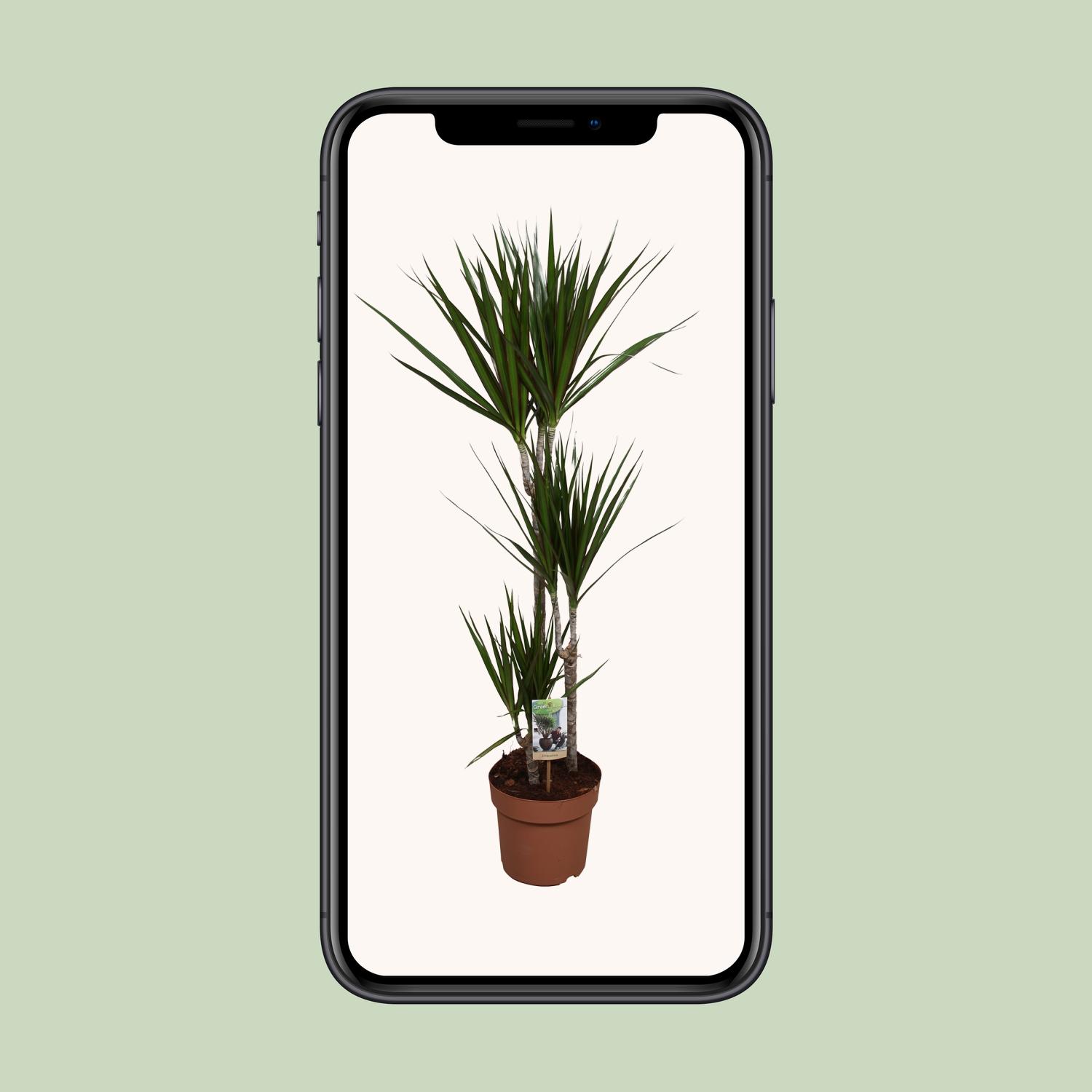 Dracaena Marginata (9683)