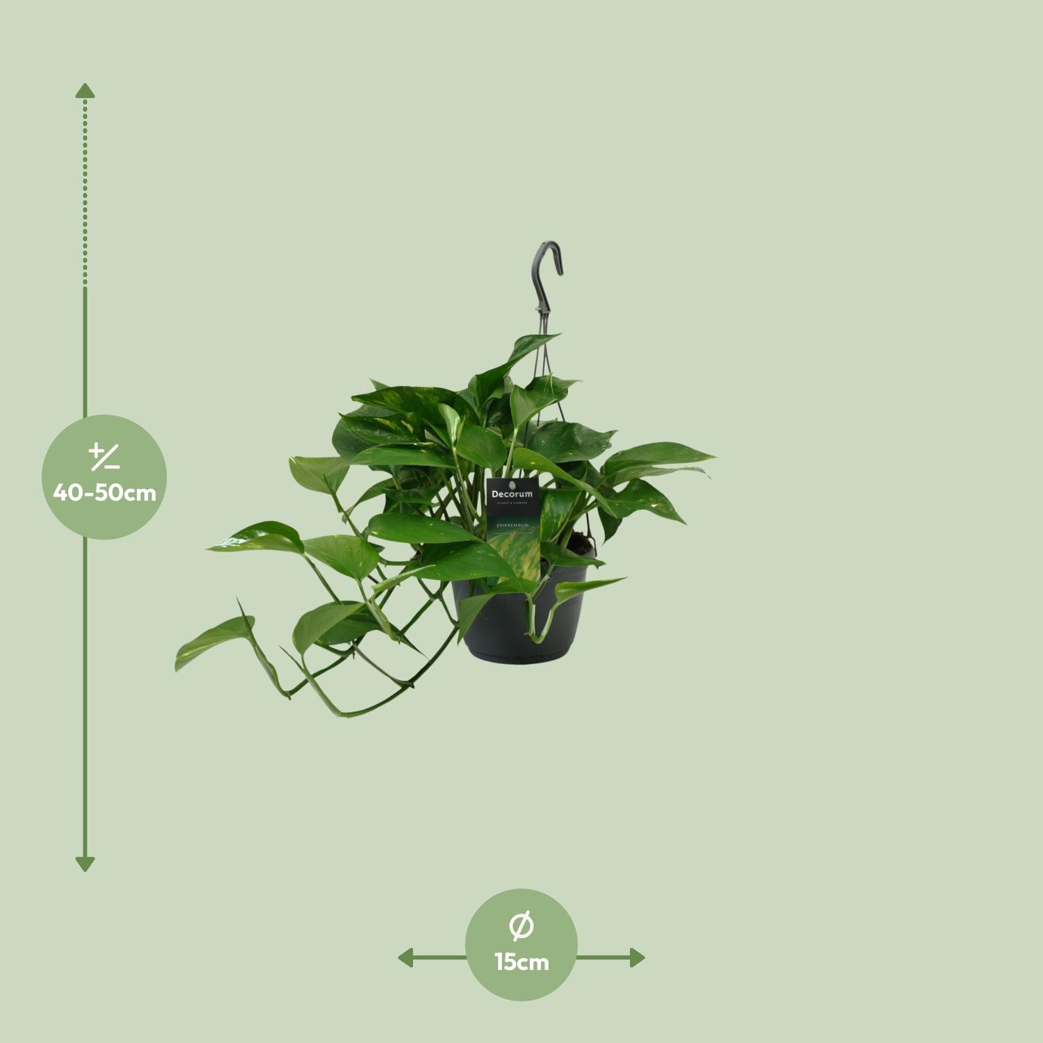 Scindapsus (Epipremnum) (12466)