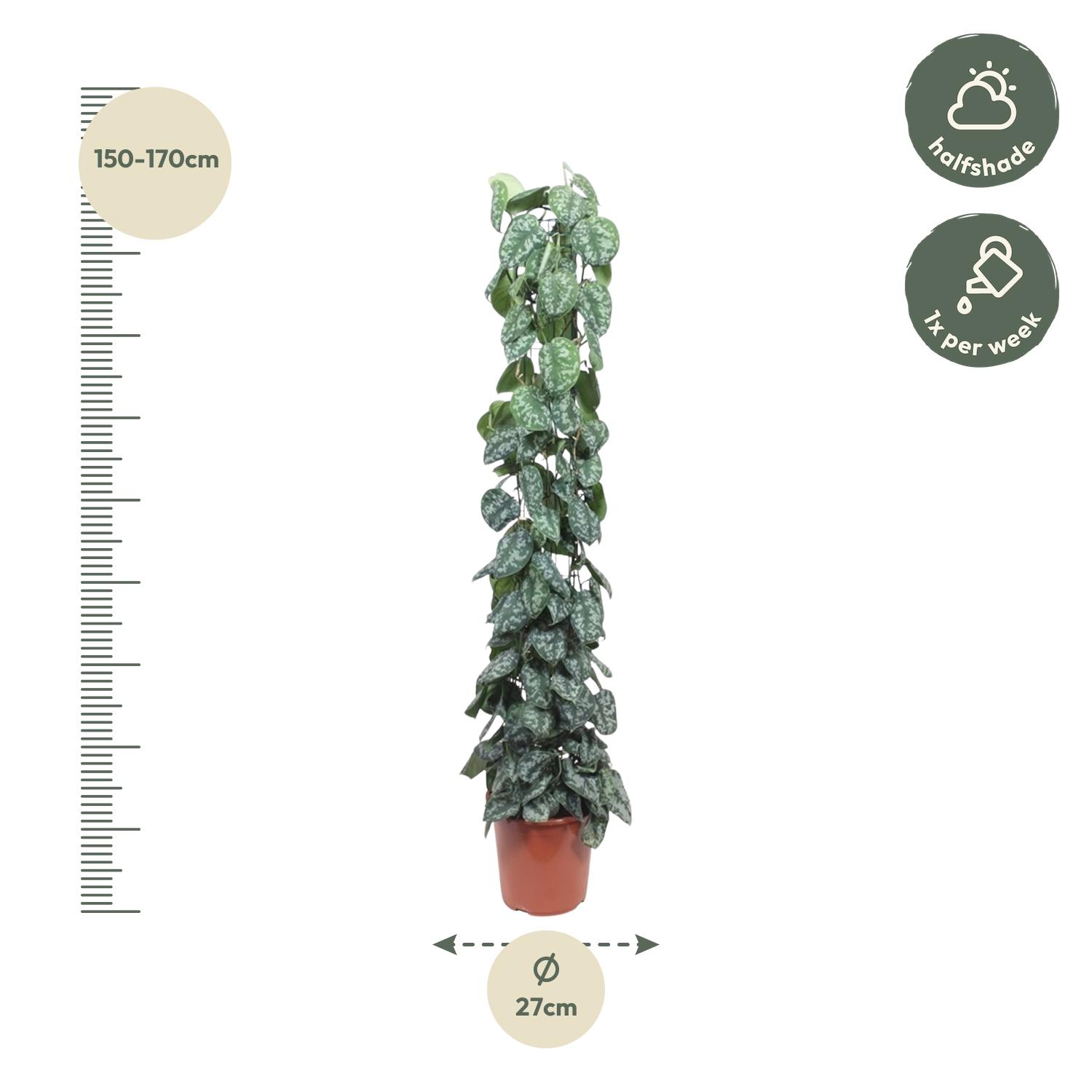 Scindapsus Pictus Trebie gaasrek - 160 cm - ø27 (8721055691631)