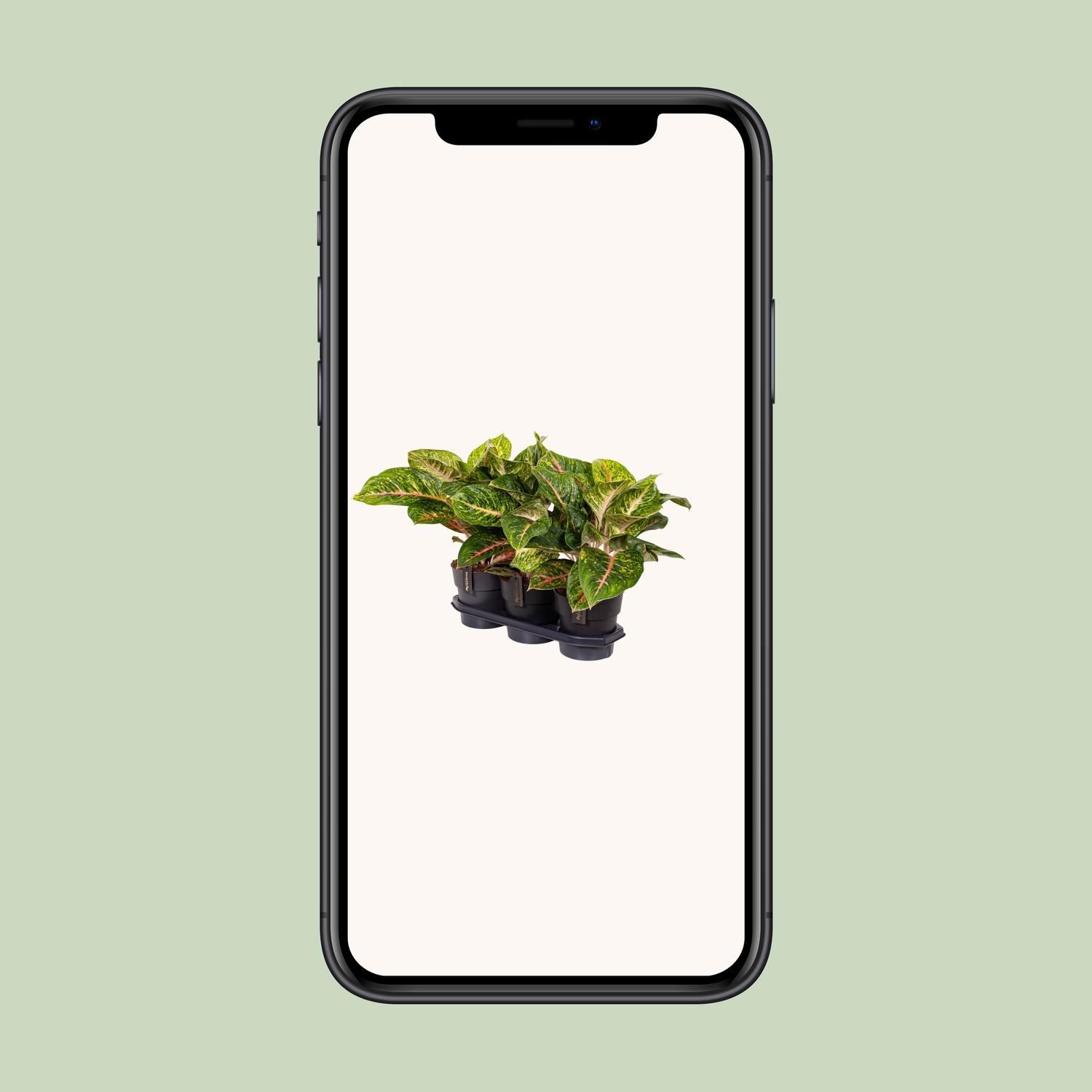 Aglaonema Spring Red (16652)
