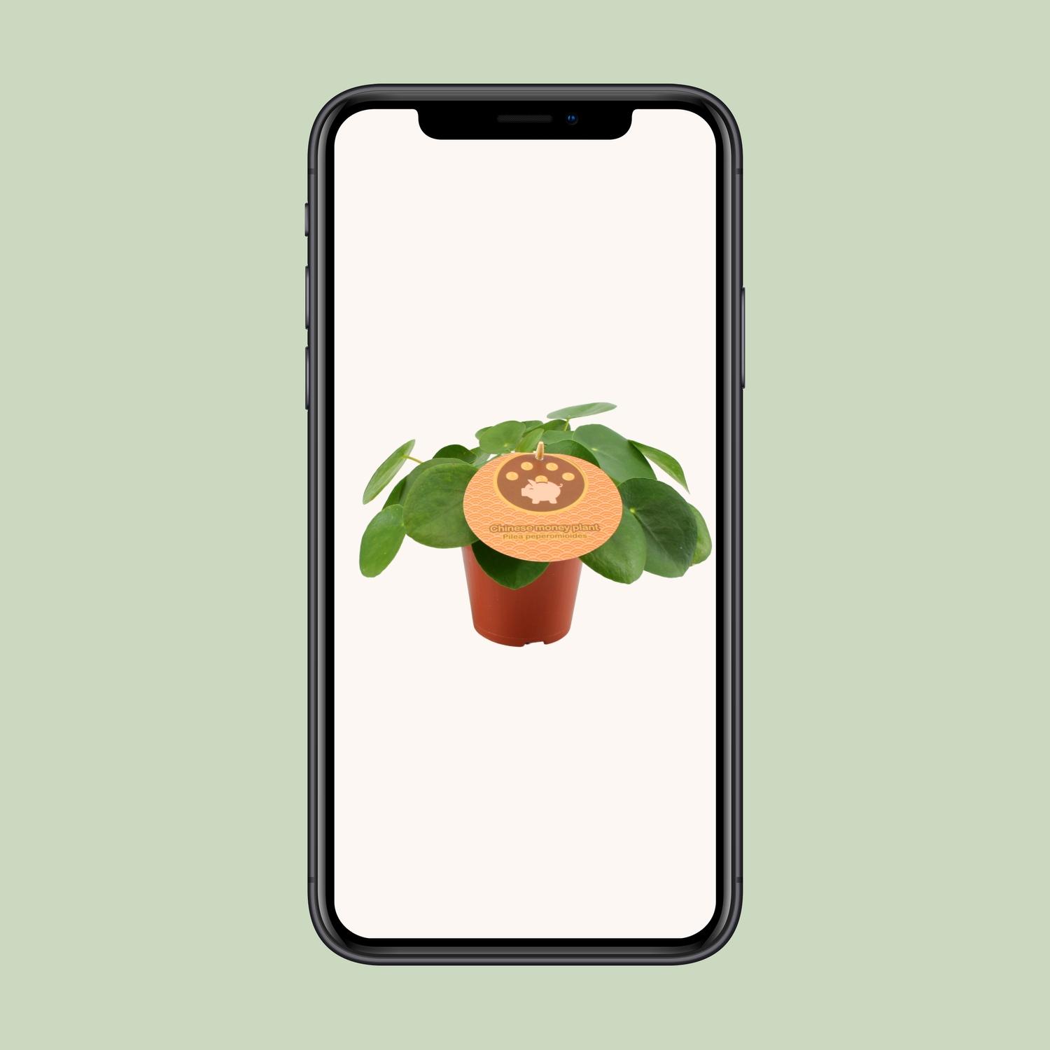 Pilea Peperomioides - Ø12 ↕20 (12898)
