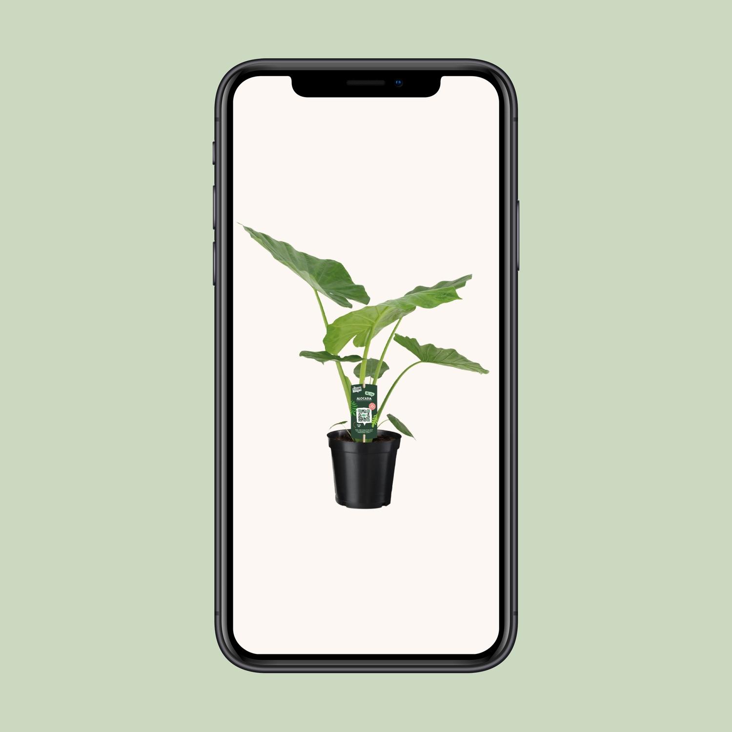 Alocasia Macrorrhiza (8720634289238)