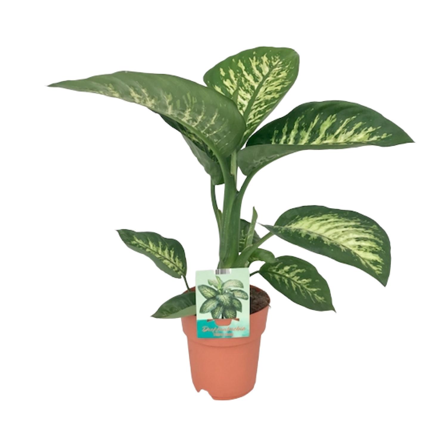 Dieffenbachia Seguine Tropic Snow (8647)